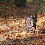 Inenting hond - Harry in het bos - Dierenkliniek Ittersum