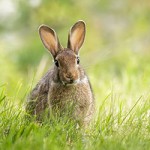 Vaccineer uw konijn tegen VHD
