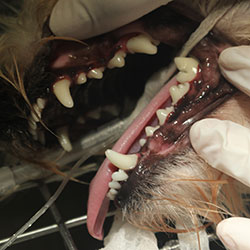 Gebitsreiniging hond, Dierenkliniek Ittersum Zwolle-Zuid Gebitsreiniging hond, Dierenkliniek Ittersum Zwolle-Zuid