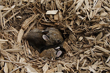 Konijn castreren bij Dierenkliniek Ittersum Zwolle-Zuid. Bron: Wikipedia Commons